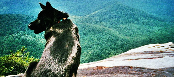 bear-on-mountain