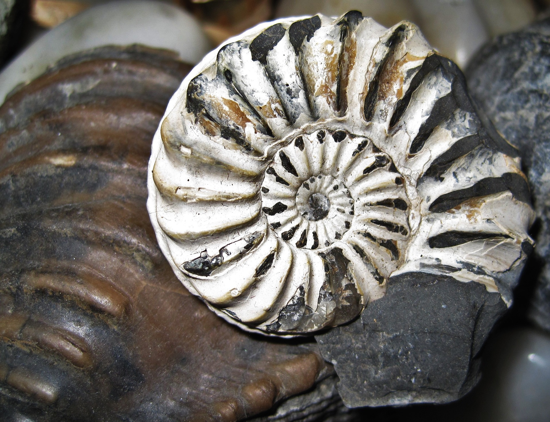 fossil-nautilus-1075011_1920